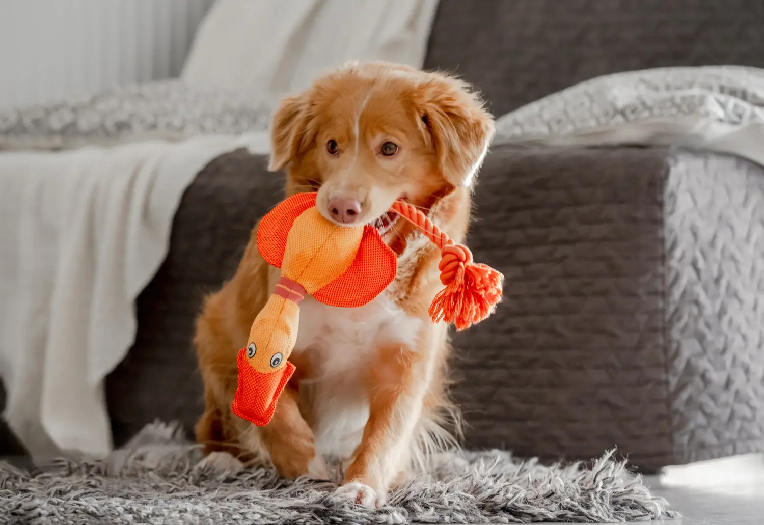 Buying a Nova Scotia Duck Tolling Retriever puppy means taking responsibility! Buy Nova Scotia Duck Tolling Retriever puppies.