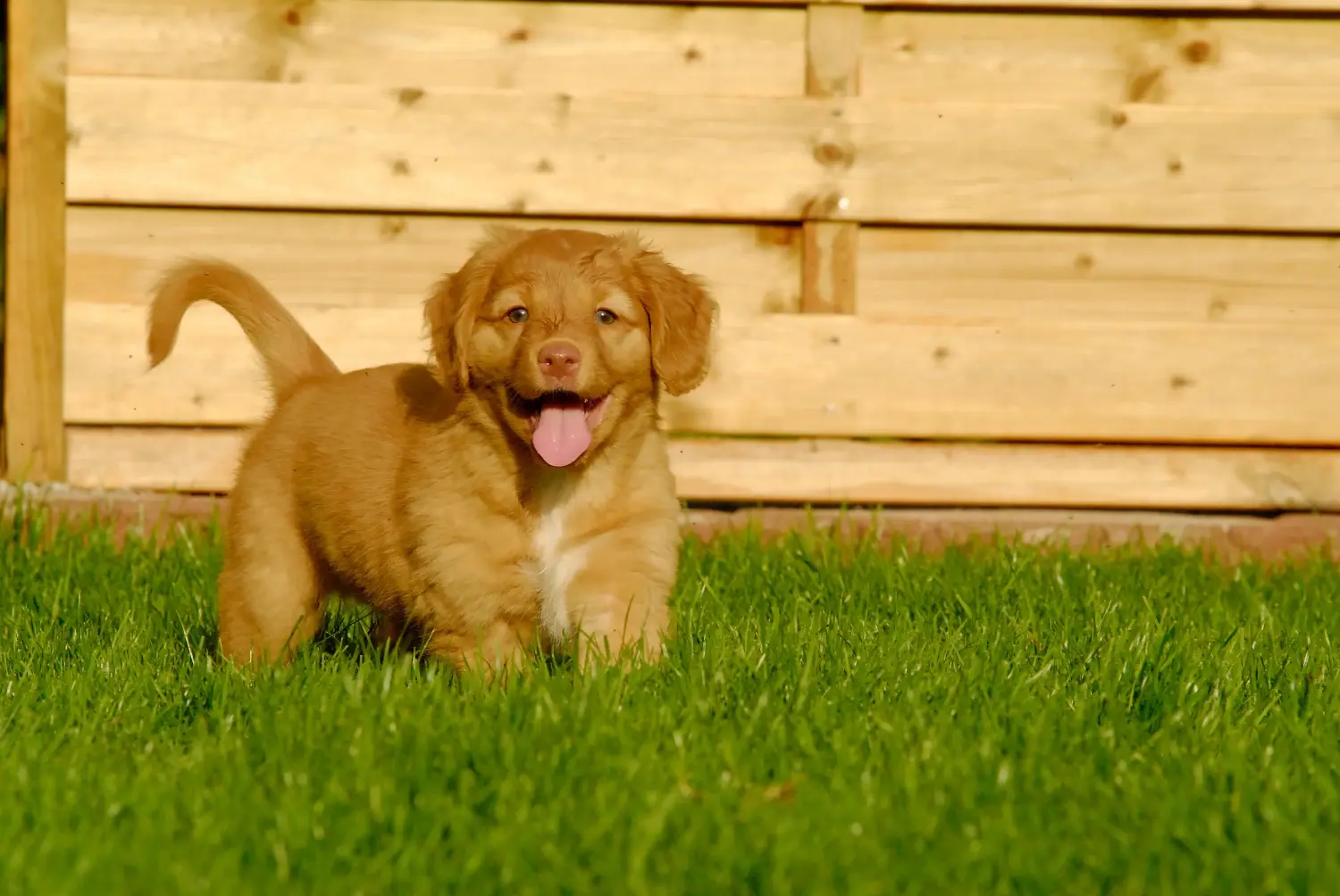 Buying a Nova Scotia Duck Tolling Retriever puppy means taking responsibility! Buy Nova Scotia Duck Tolling Retriever puppies.