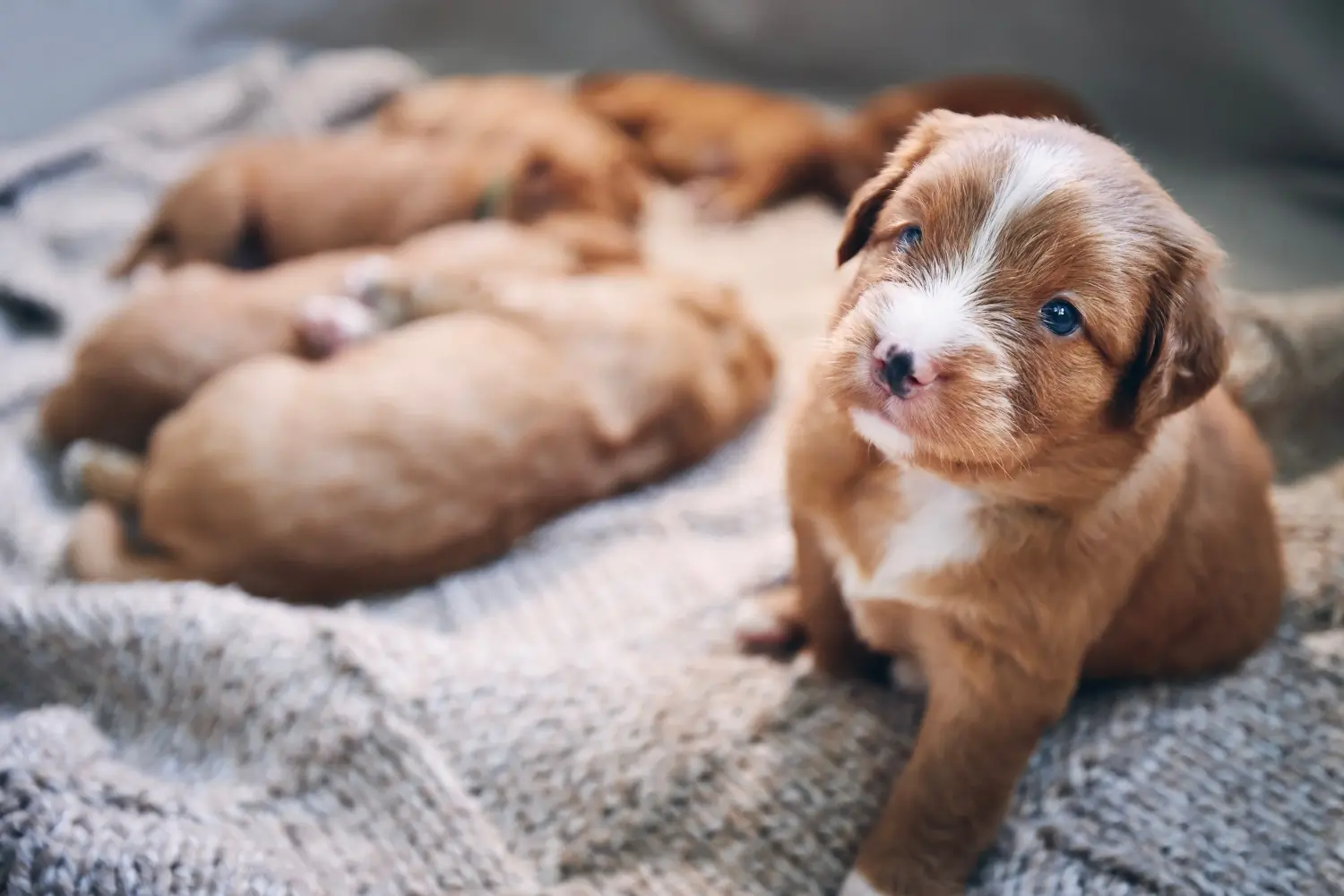 Buying a Nova Scotia Duck Tolling Retriever puppy means taking responsibility! Buy Nova Scotia Duck Tolling Retriever puppies.