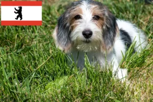 Read more about the article Petit Basset Griffon Vendéen breeders and puppies in Berlin