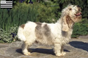 Read more about the article Petit Basset Griffon Vendéen breeders and puppies in Brittany