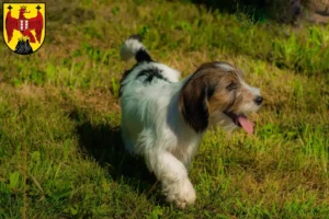 Read more about the article Petit Basset Griffon Vendéen breeders and puppies in Burgenland
