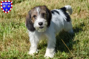 Read more about the article Petit Basset Griffon Vendéen breeders and puppies in Centre-Val de Loire
