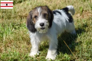 Read more about the article Petit Basset Griffon Vendéen breeders and puppies in Drenthe