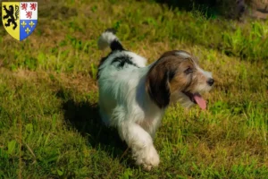Read more about the article Petit Basset Griffon Vendéen breeders and puppies in Hauts-de-France