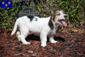 Read more about the article Petit Basset Griffon Vendéen breeders and puppies in Île-de-France