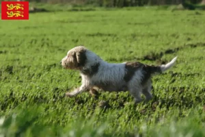 Read more about the article Petit Basset Griffon Vendéen breeders and puppies in Normandy