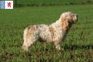 Read more about the article Petit Basset Griffon Vendéen breeders and puppies in Nouvelle-Aquitaine