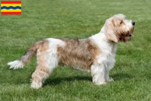 Read more about the article Petit Basset Griffon Vendéen breeders and puppies in Overijssel