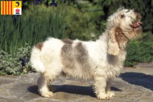 Read more about the article Petit Basset Griffon Vendéen breeders and puppies in Provence-Alpes-Côte d’Azur