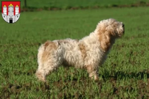 Read more about the article Petit Basset Griffon Vendéen breeders and puppies in Salzburg