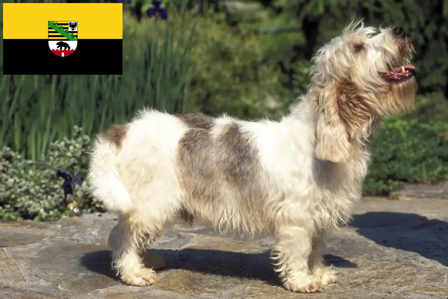Petit Basset Griffon Vendéen puppies and breeders Saxony-Anhalt Find Petit Basset Griffon Vendéens breeders in Saxony-Anhalt.
