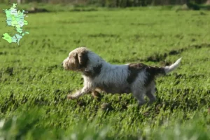 Read more about the article Petit Basset Griffon Vendéen breeders and puppies in Sjælland
