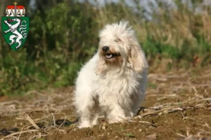 Read more about the article Petit Basset Griffon Vendéen breeders and puppies in Styria