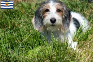 Read more about the article Petit Basset Griffon Vendéen breeders and puppies in Zeeland