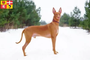 Read more about the article Pharaoh dog breeders and puppies in Auvergne-Rhône-Alpes