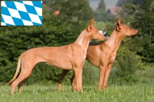 Read more about the article Pharaoh dog breeders and puppies in Bavaria
