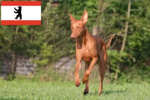 Read more about the article Pharaoh dog breeders and puppies in Berlin