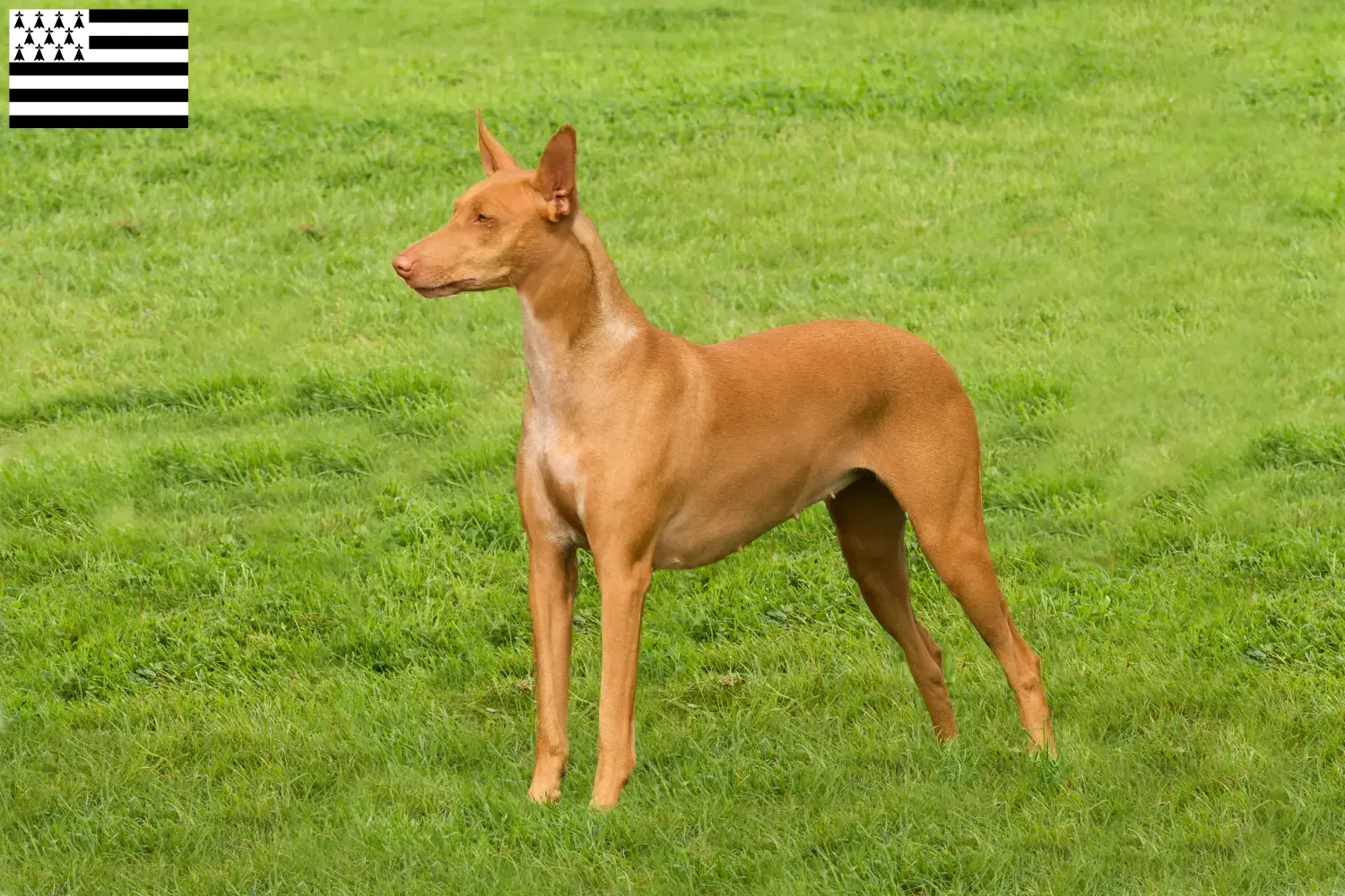 Pharaoh Hound puppies and breeder Bretagne Find Pharaoh Dog breeders in Brittany .