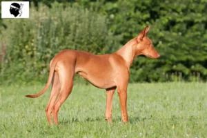 Read more about the article Pharaoh dog breeders and puppies in Corsica