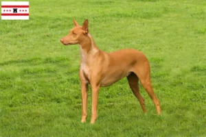 Read more about the article Pharaoh dog breeders and puppies in Drenthe