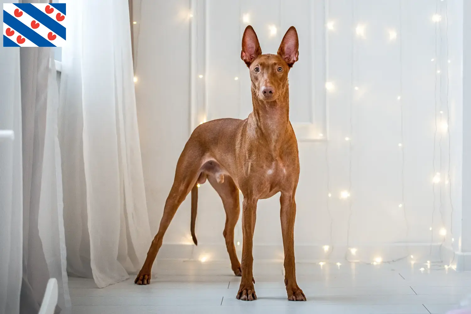 Read more about the article Pharaoh dog breeders and puppies in Friesland