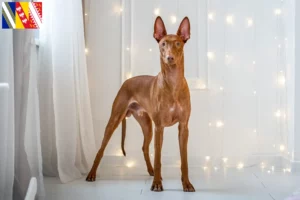 Read more about the article Pharaoh dog breeders and puppies in Grand Est