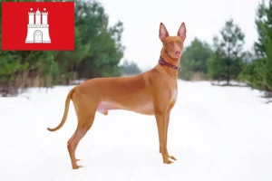 Read more about the article Pharaoh dog breeder and puppies in Hamburg