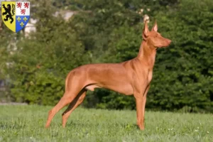 Read more about the article Pharaoh dog breeders and puppies in Hauts-de-France