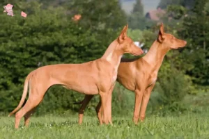 Read more about the article Pharaoh dog breeder and puppies in Hovedstaden