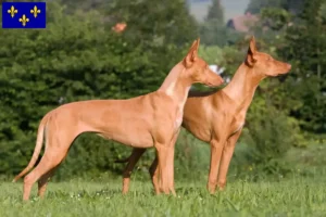Read more about the article Pharaoh dog breeders and puppies in Île-de-France