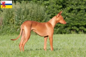 Read more about the article Pharaoh dog breeder and puppies in Limburg