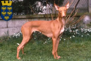 Read more about the article Pharaoh dog breeders and puppies in Lower Austria