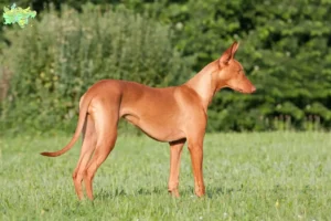 Read more about the article Pharaoh dog breeders and puppies in Midtjylland