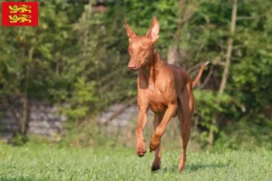 Read more about the article Pharaoh dog breeders and puppies in Normandy
