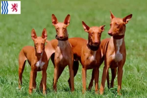 Read more about the article Pharaoh dog breeders and puppies in Nouvelle-Aquitaine