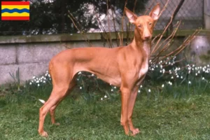 Read more about the article Pharaoh dog breeders and puppies in Overijssel