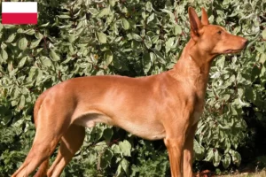 Read more about the article Pharaoh Hound breeders and puppies in Poland