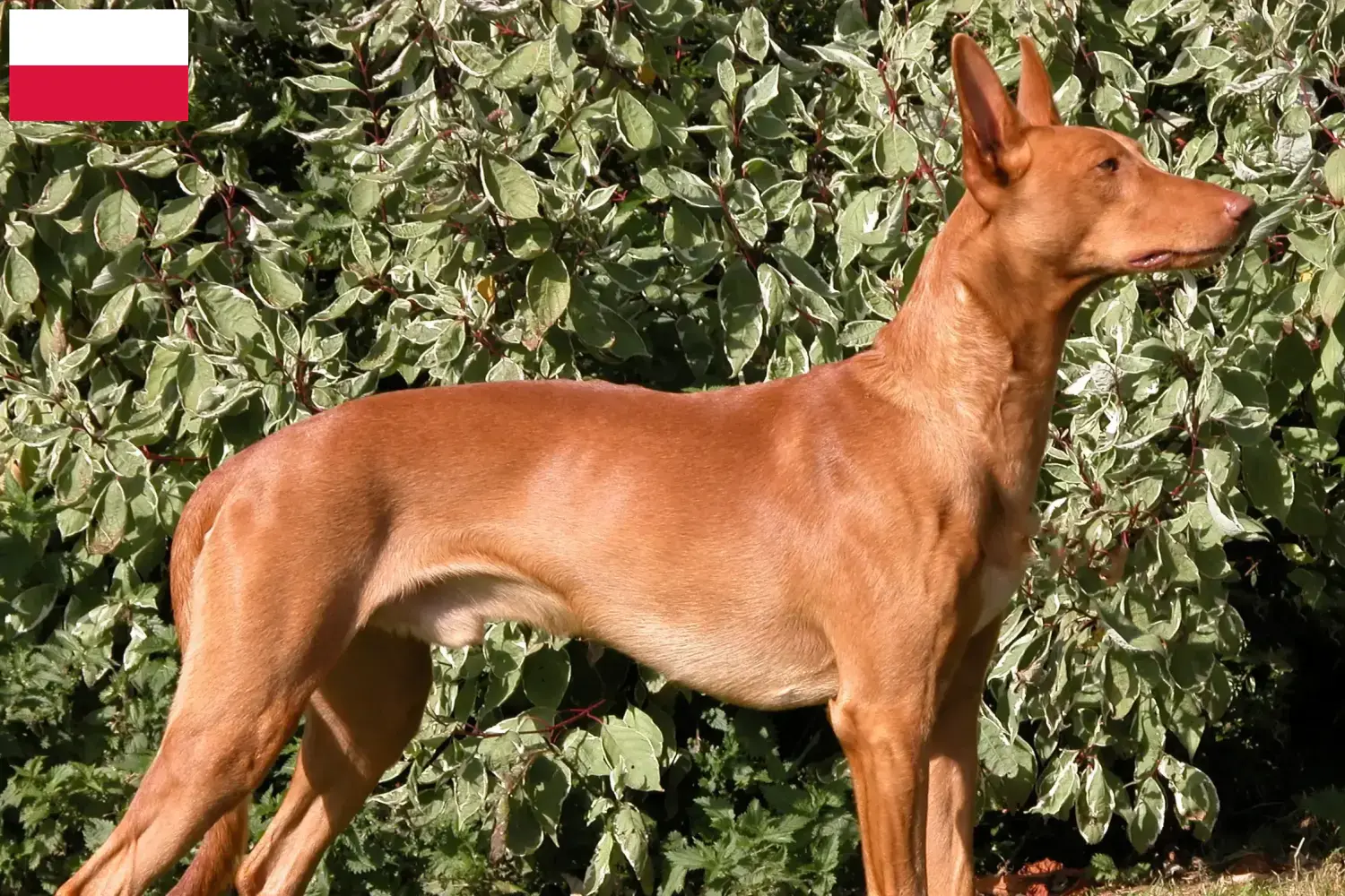 Pharaoh Hound puppies and breeders Poland Find Pharaoh Dog breeders in Poland.