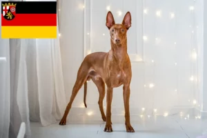 Read more about the article Pharaoh dog breeders and puppies in Rhineland-Palatinate