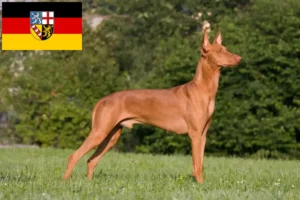 Read more about the article Pharaoh dog breeders and puppies in Saarland
