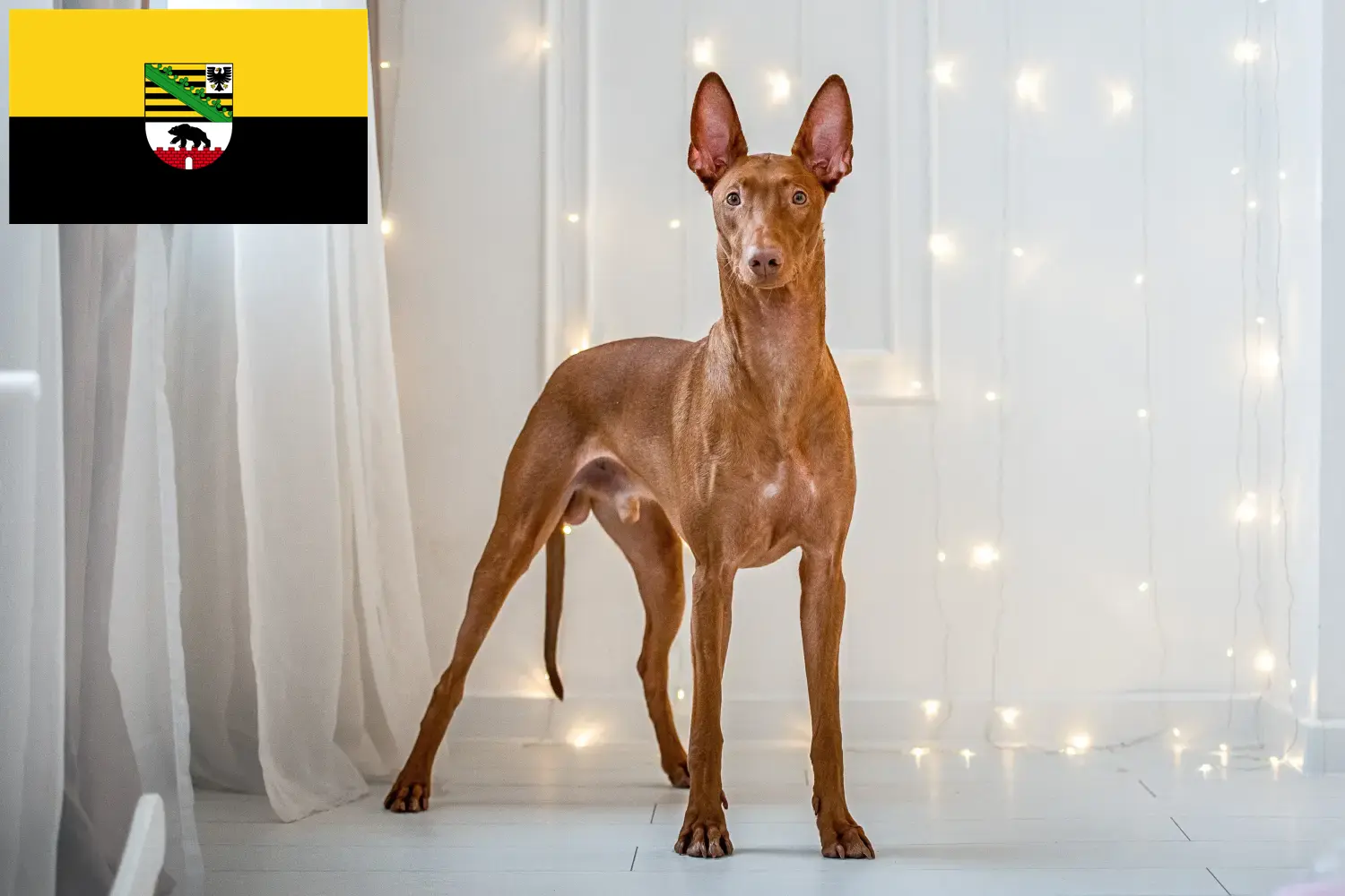 Pharaoh dog puppies and breeders Saxony-Anhalt Here you can find Pharaoh Dog breeders in Saxony-Anhalt.