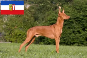 Read more about the article Pharaoh dog breeders and puppies in Schleswig-Holstein