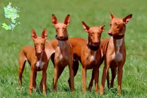 Read more about the article Pharaoh dog breeders and puppies in Sjælland