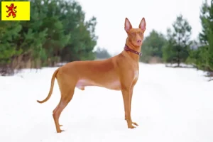 Read more about the article Pharaoh dog breeders and puppies in South Holland