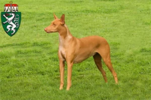 Read more about the article Pharaoh dog breeders and puppies in Styria