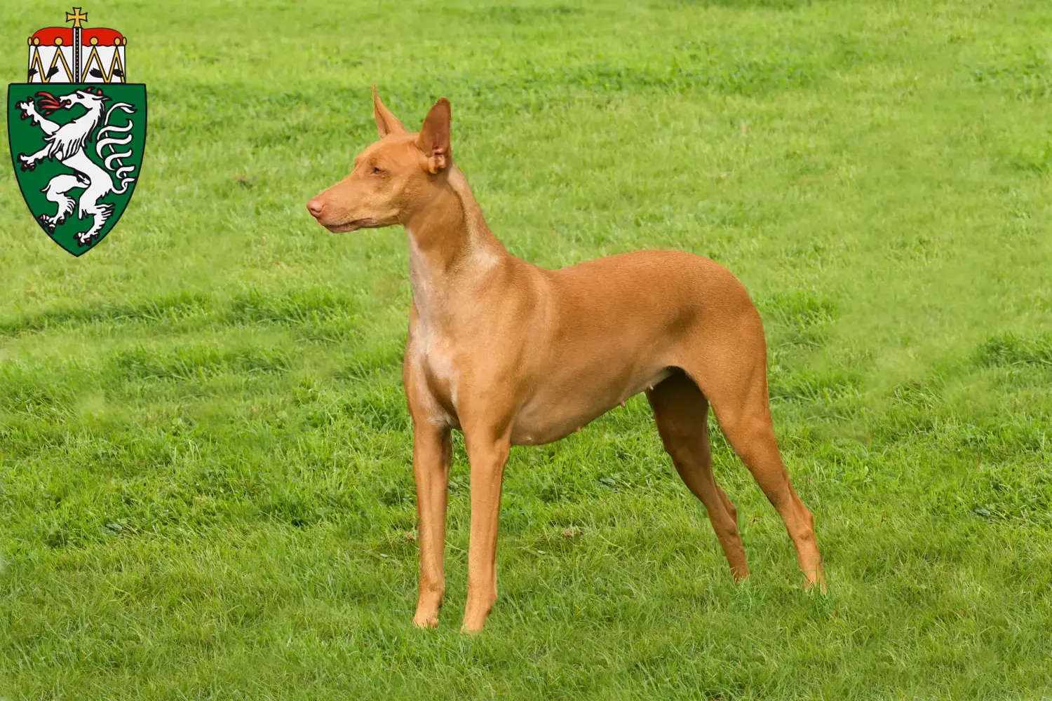 Read more about the article Pharaoh dog breeders and puppies in Styria
