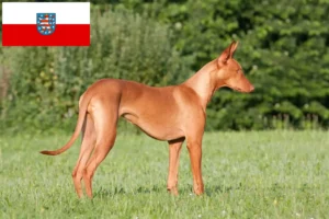 Read more about the article Pharaoh dog breeders and puppies in Thuringia