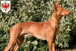 Read more about the article Pharaoh dog breeders and puppies in Tyrol