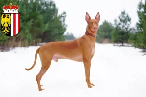 Read more about the article Pharaoh dog breeders and puppies in Upper Austria